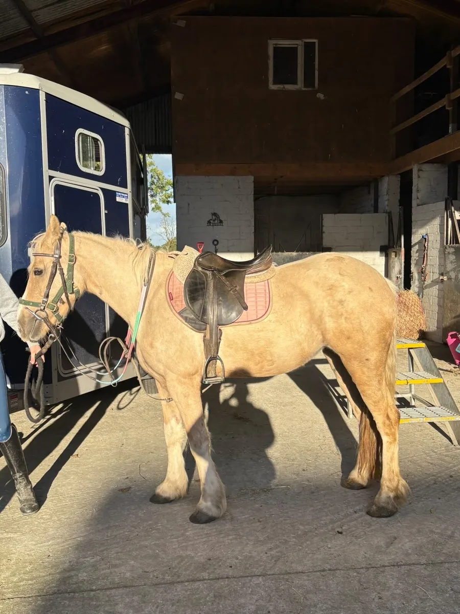 Pony - Image 2