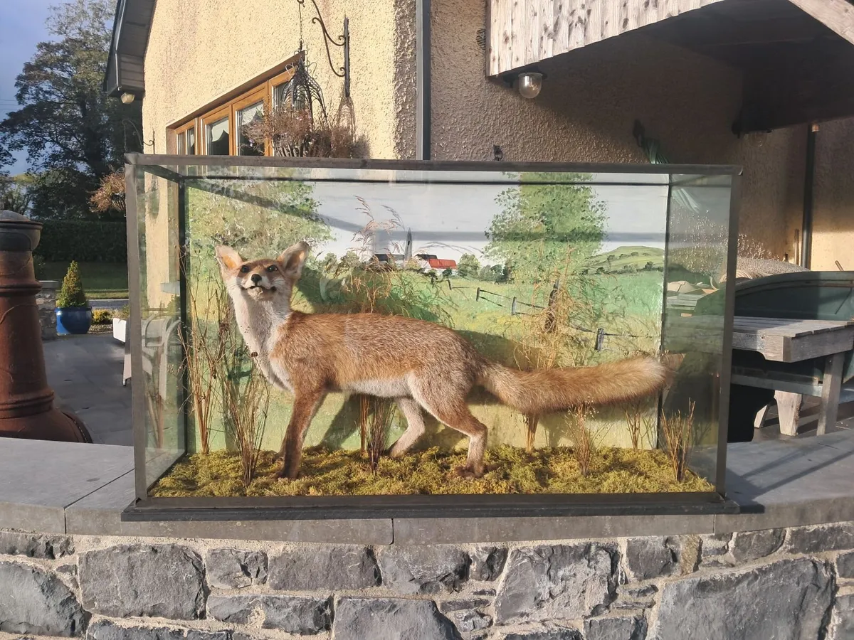 Taxidermy fox in glass case - Image 1