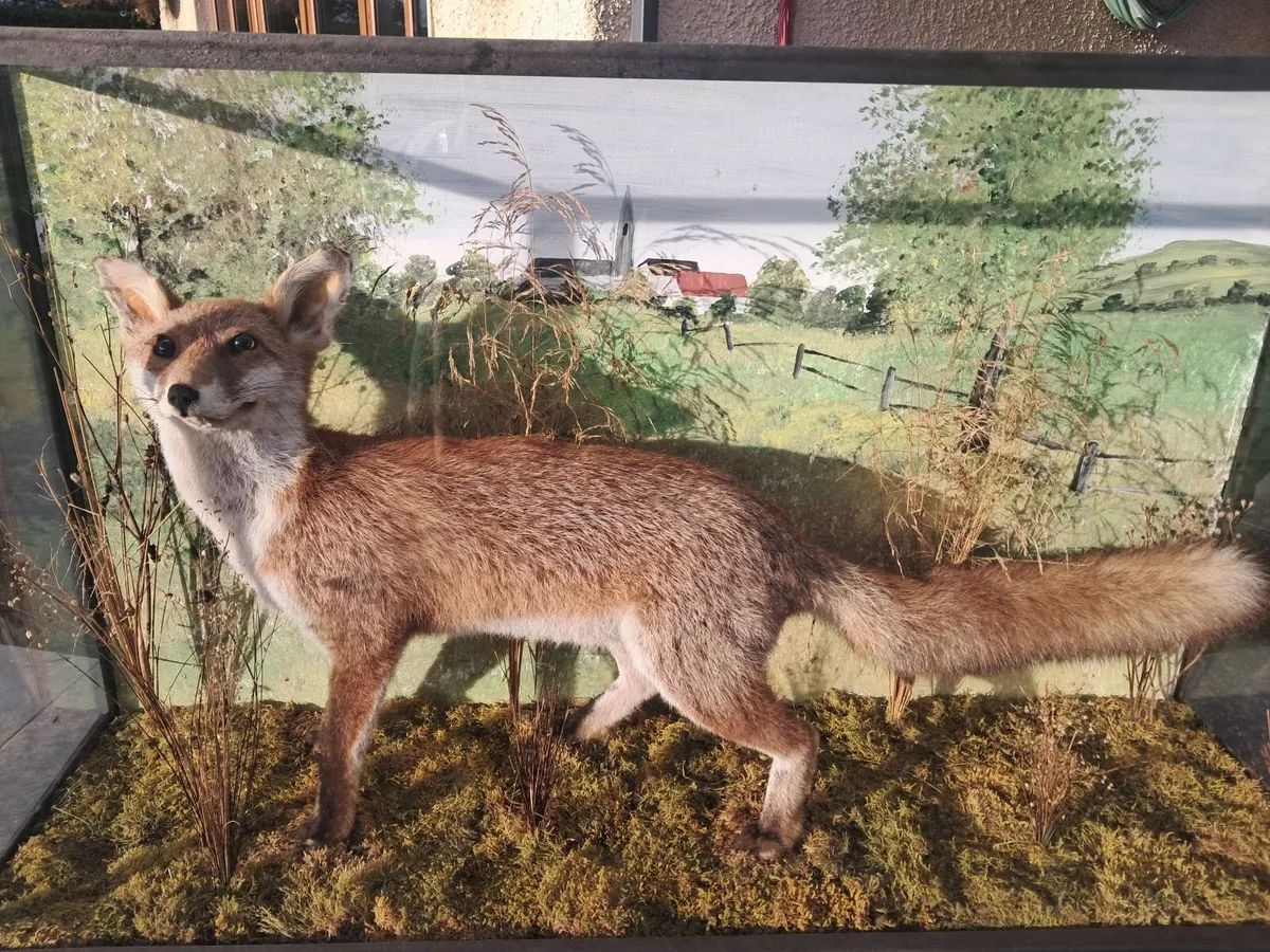 Taxidermy fox in glass case - Image 2