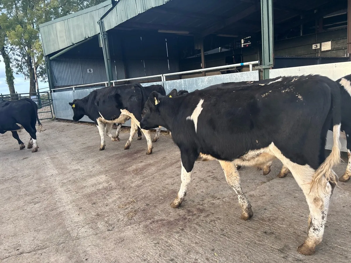 6 British Frisian store bullocks - Image 2