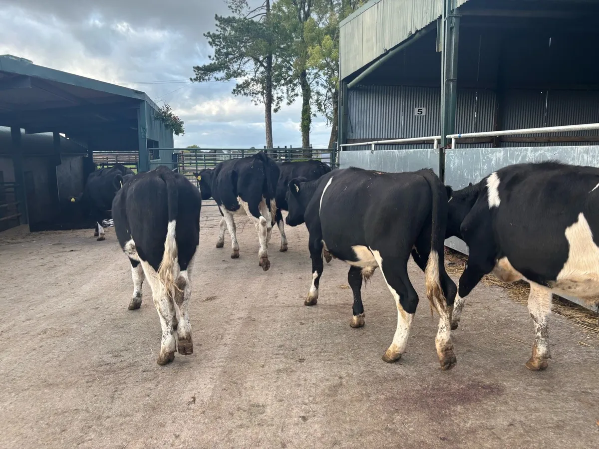 6 British Frisian store bullocks - Image 3