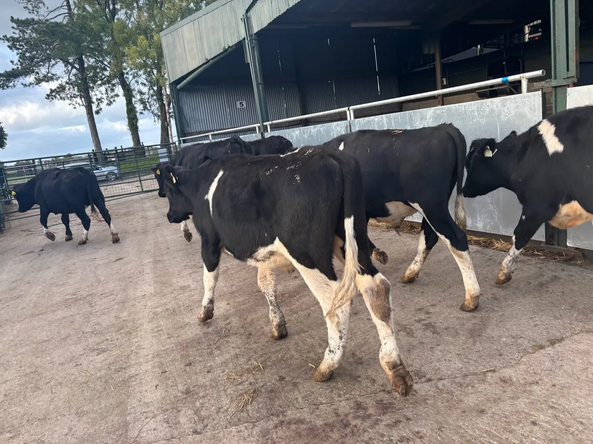 6 British Frisian store bullocks - Image 1