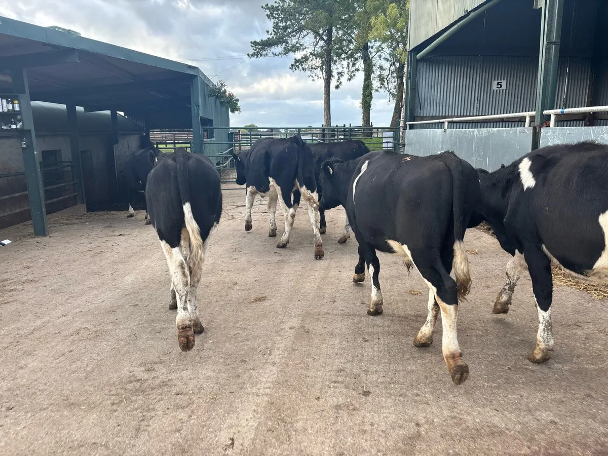 6 British Frisian store bullocks - Image 4