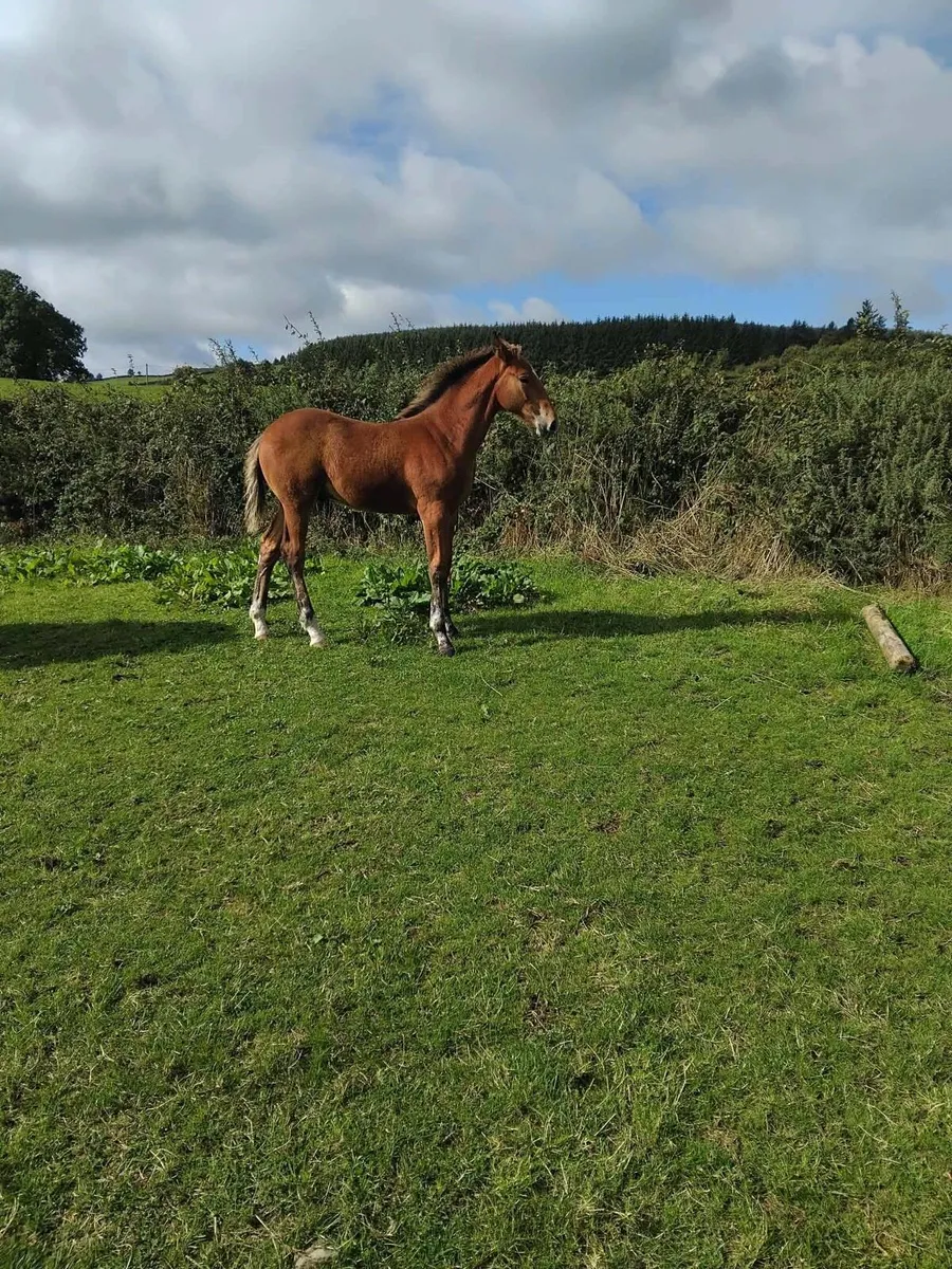 Irish Draught Colt Foal - Image 3