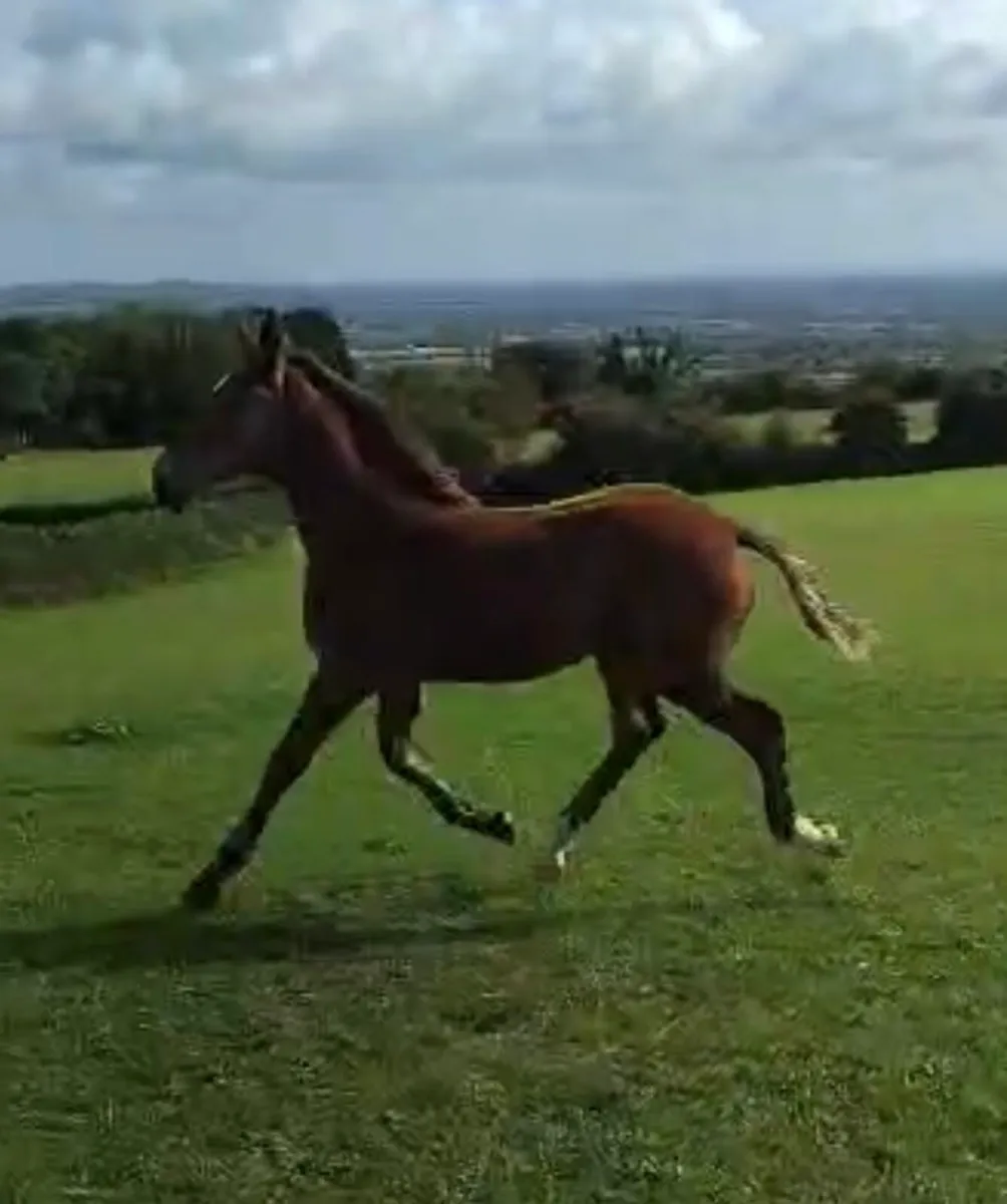 Irish Draught Colt Foal - Image 1