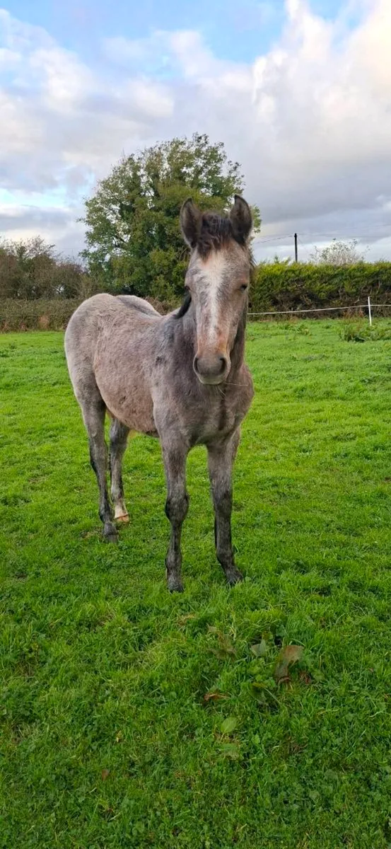 Connemara Colt - Image 2