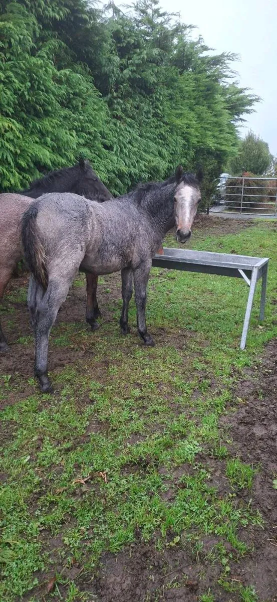 Connemara Colt - Image 4