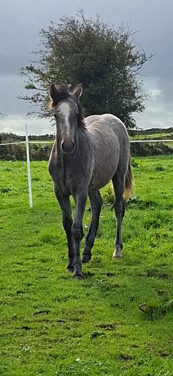 Connemara Colt - Image 1
