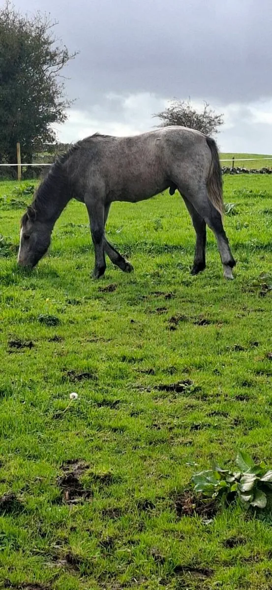 Connemara Colt - Image 3