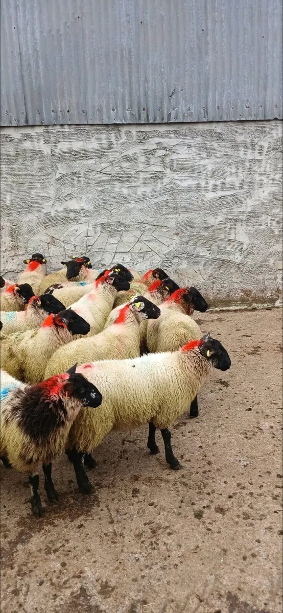 30 super Suffolk ewe lambs - Image 3