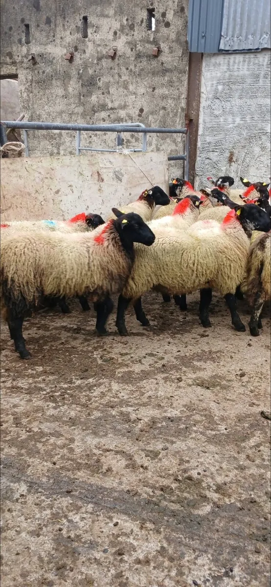 30 super Suffolk ewe lambs - Image 2