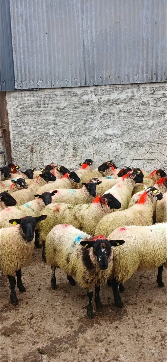 30 super Suffolk ewe lambs - Image 4