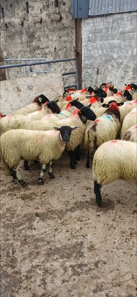 30 super Suffolk ewe lambs - Image 1