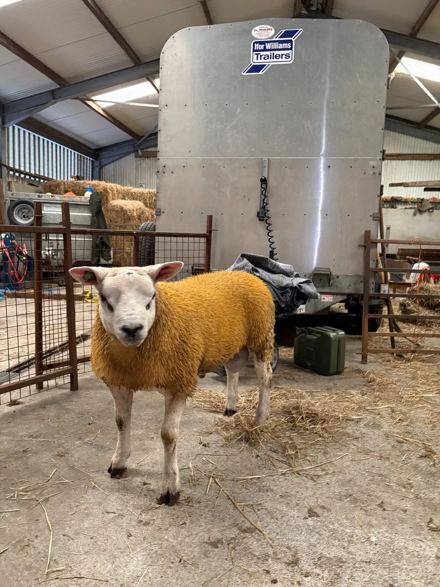 Pedigree Texel ram lamb - Image 4