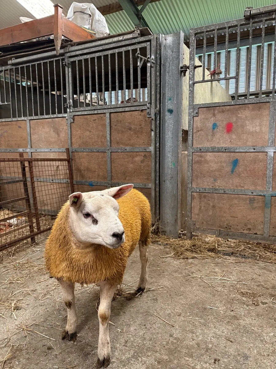 Pedigree Texel ram lamb - Image 2