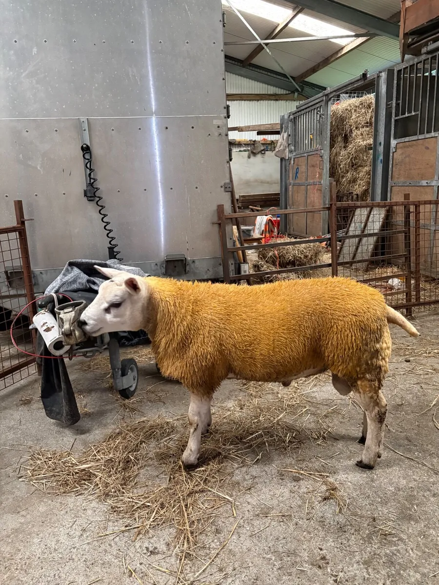 Pedigree Texel ram lamb - Image 3