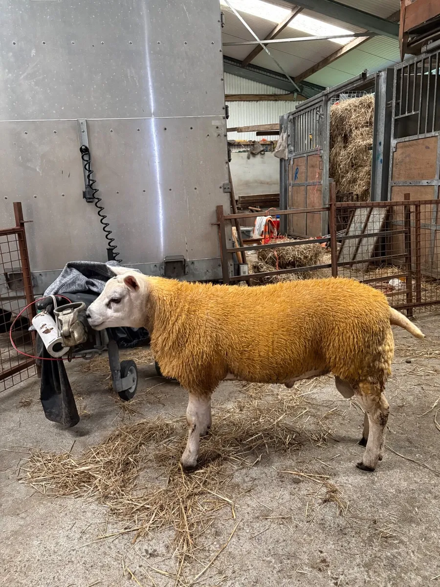 Pedigree Texel ram lamb - Image 1