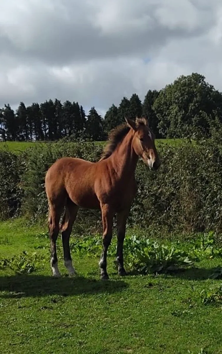 Irish Draught Colt Foal - Image 2