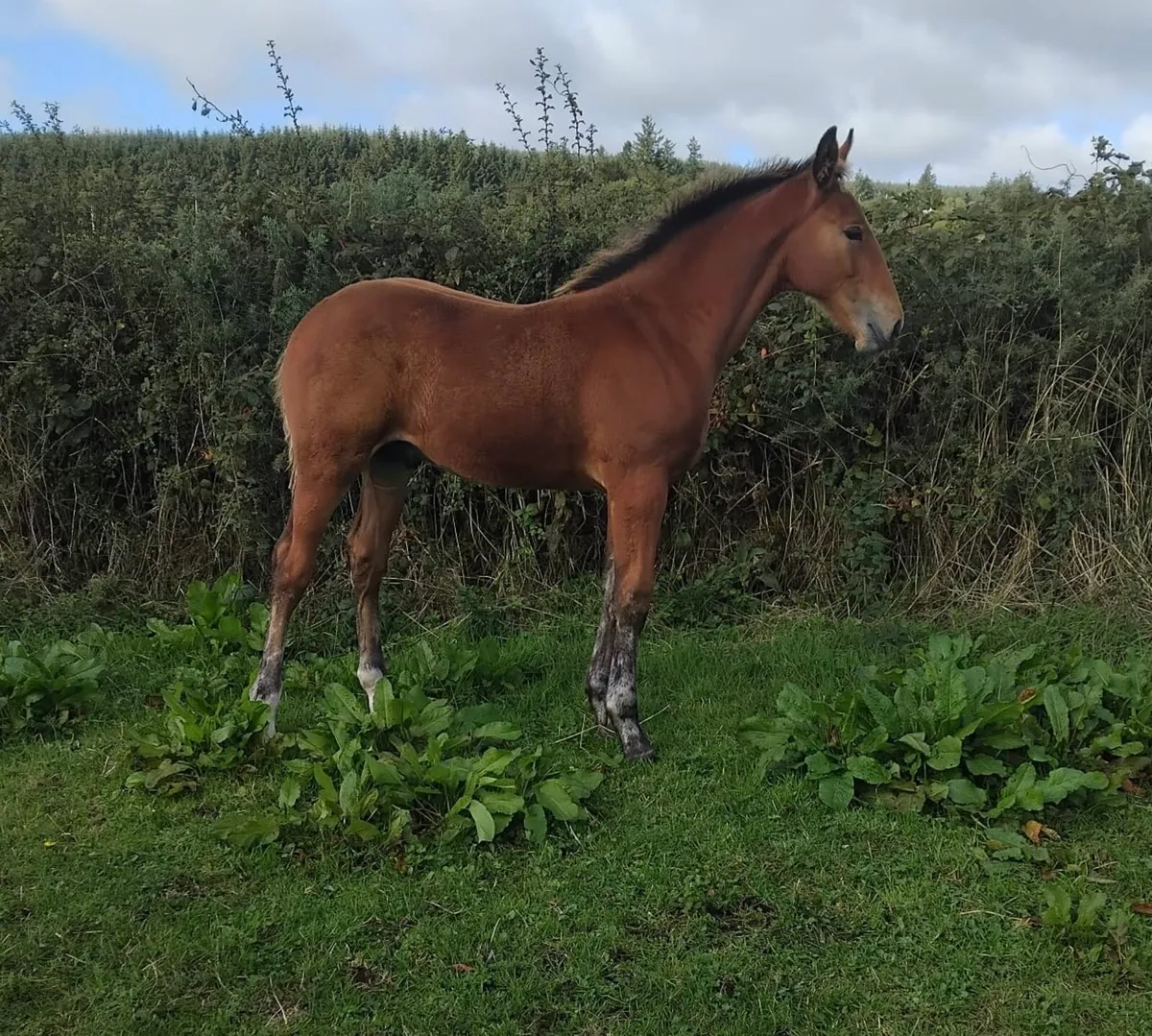 Irish Draught Colt Foal - Image 4