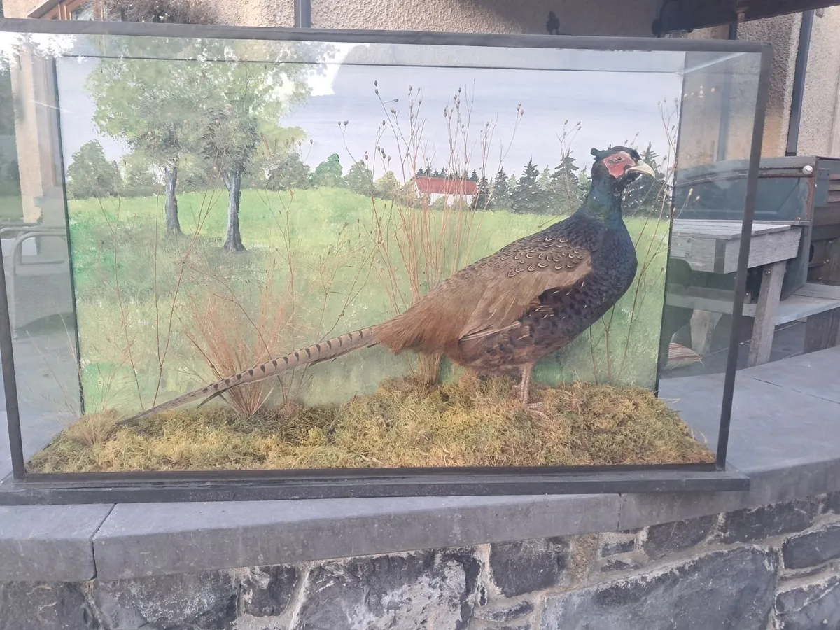 Taxidermy phesant - Image 2