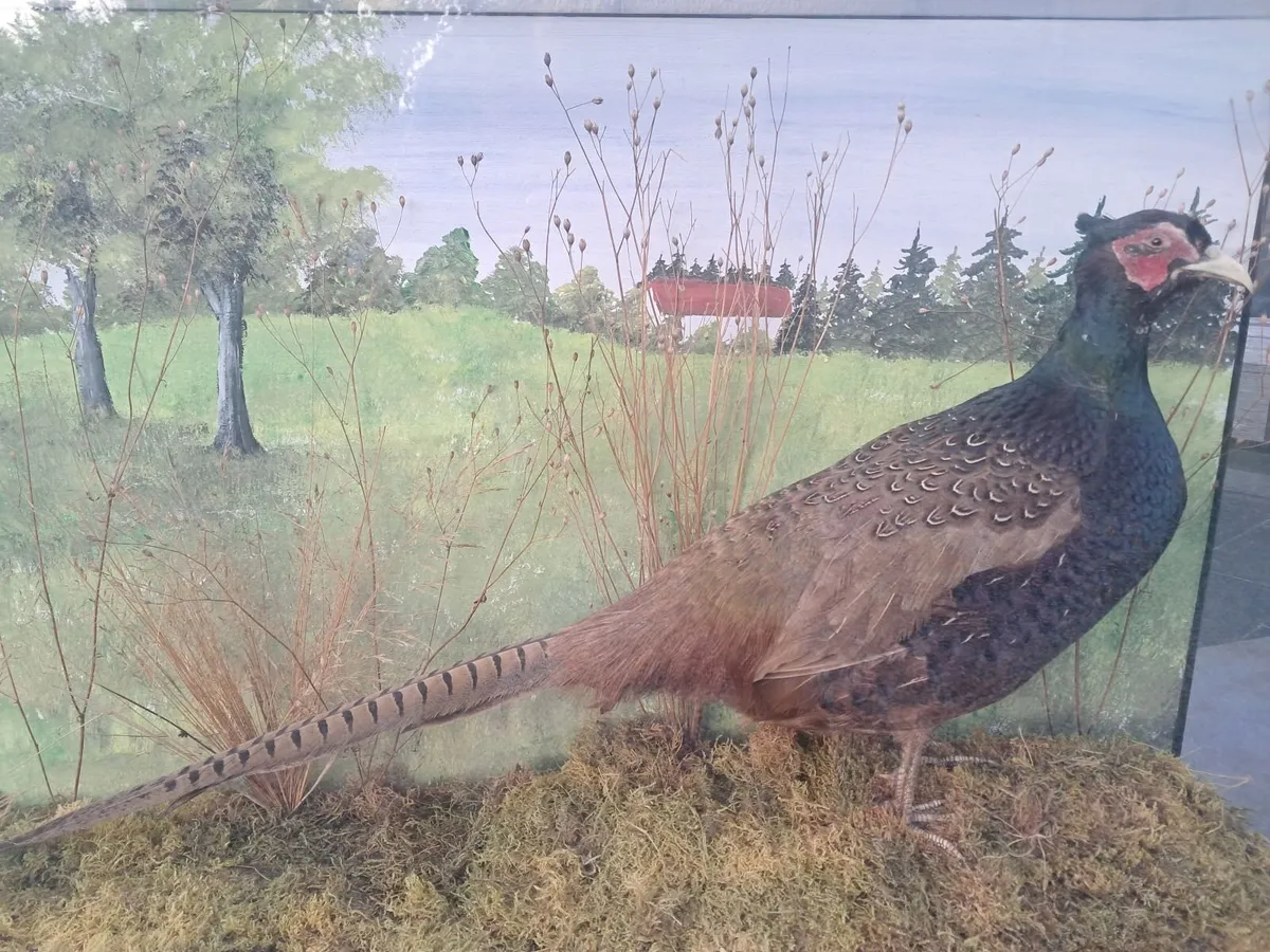 Taxidermy phesant - Image 3