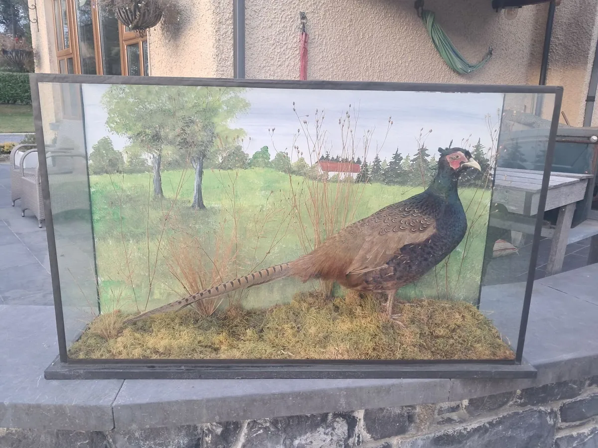 Taxidermy phesant - Image 4