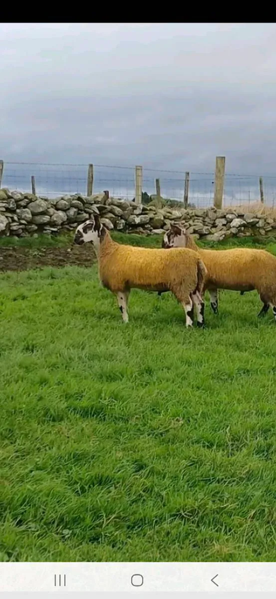 LEICESTER RAM LAMBS - Image 1