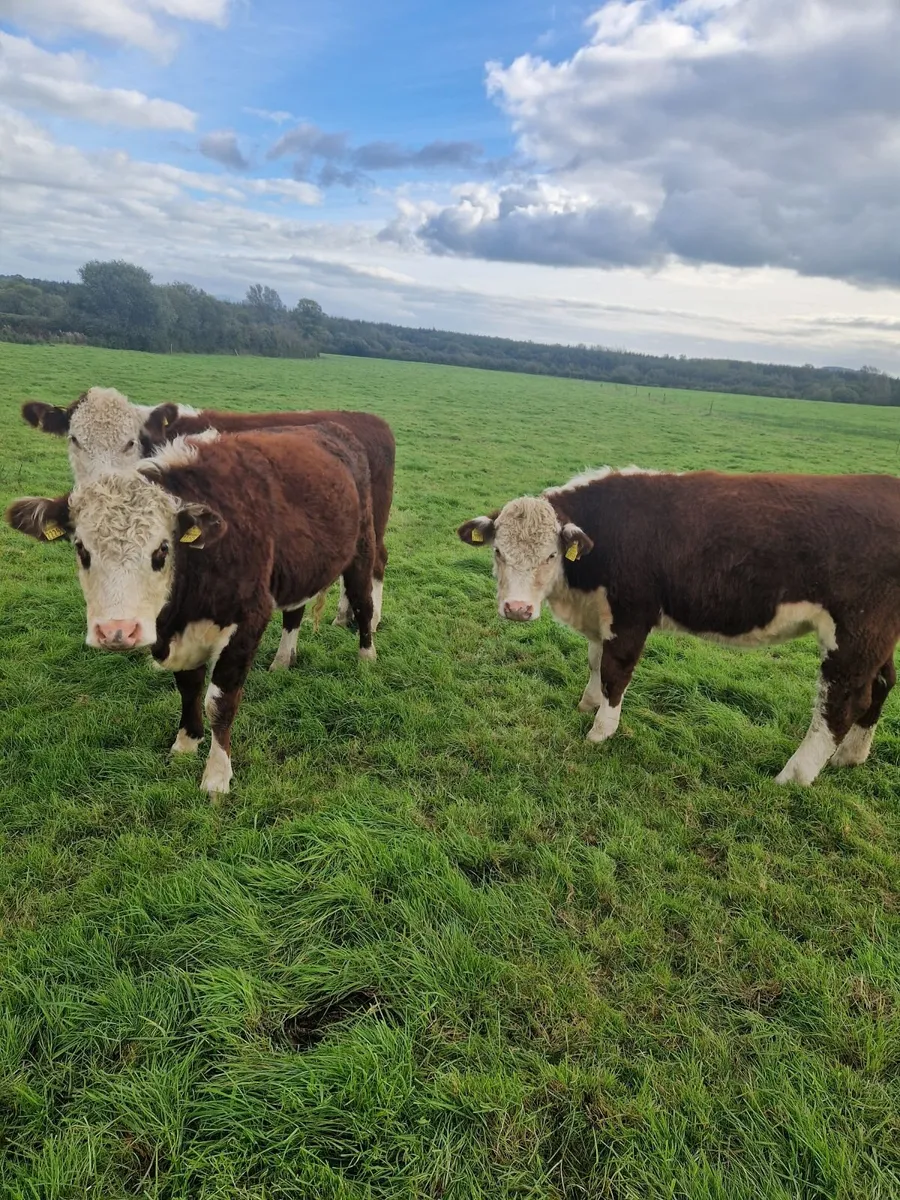 Organic cattle - Image 1