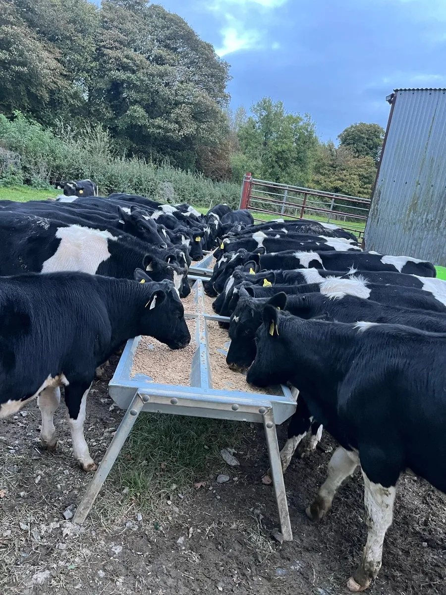 31 fr bull weanings - Image 3