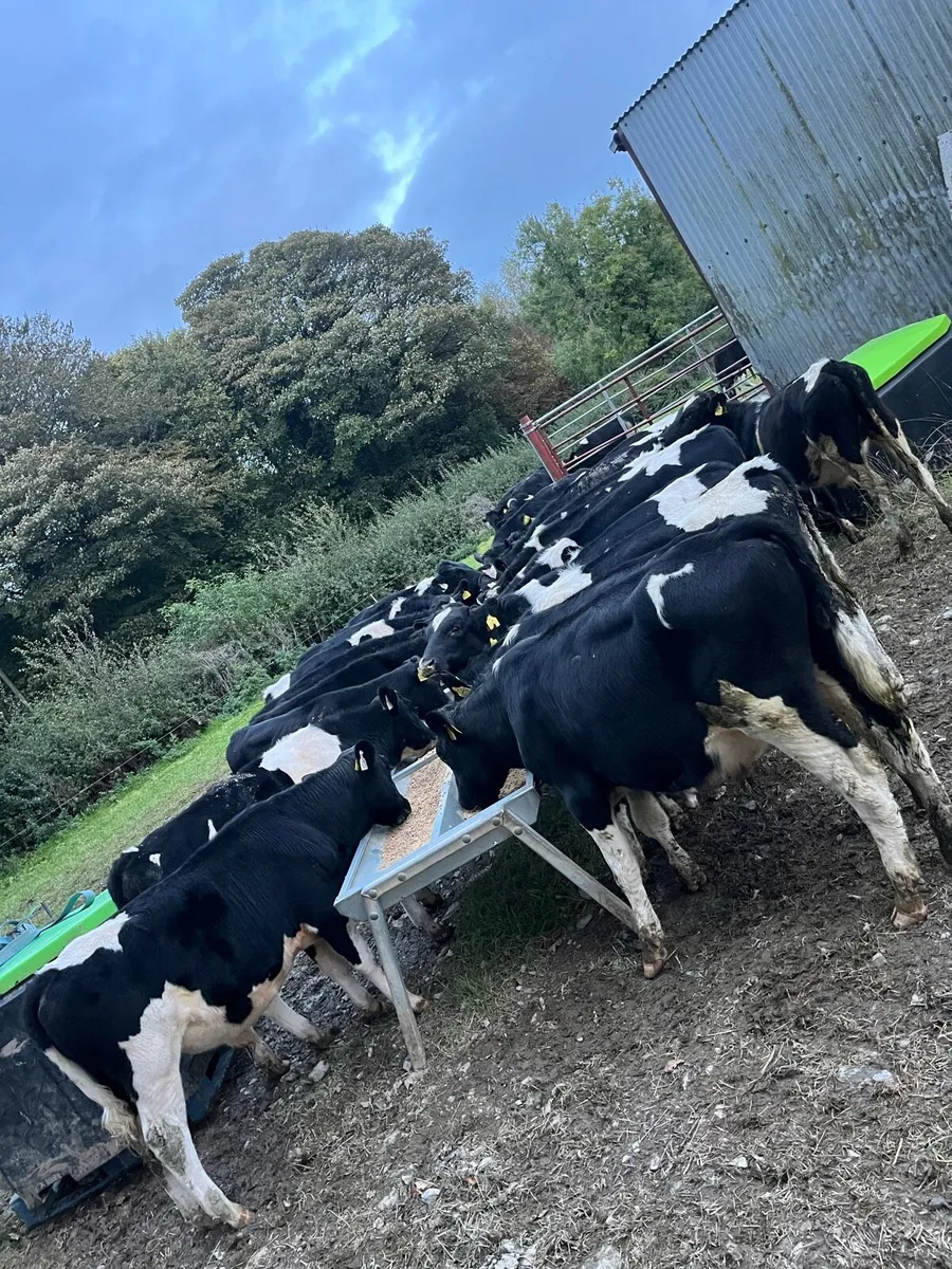 31 fr bull weanings - Image 4