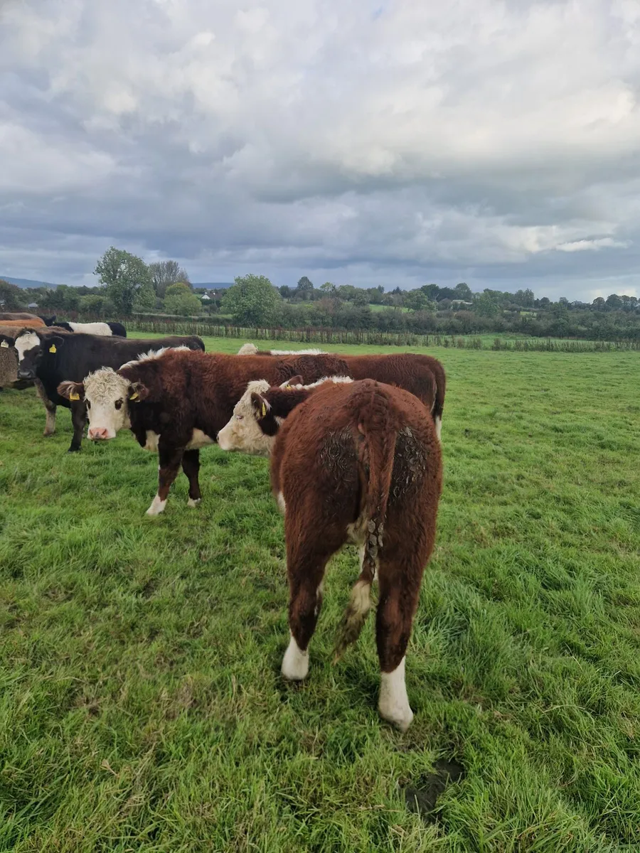 Organic cattle - Image 2