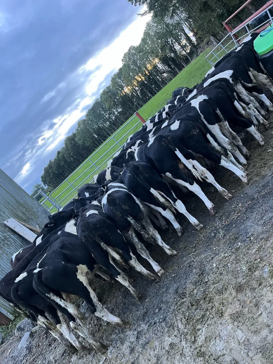 31 fr bull weanings - Image 2