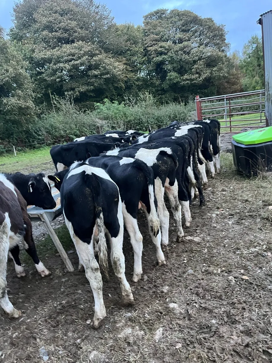 31 fr bull weanings - Image 1