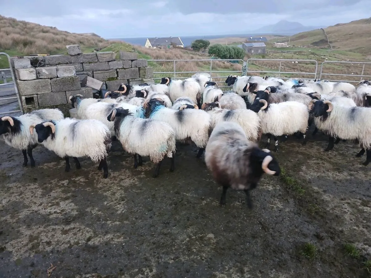 Ram lambs - Image 1