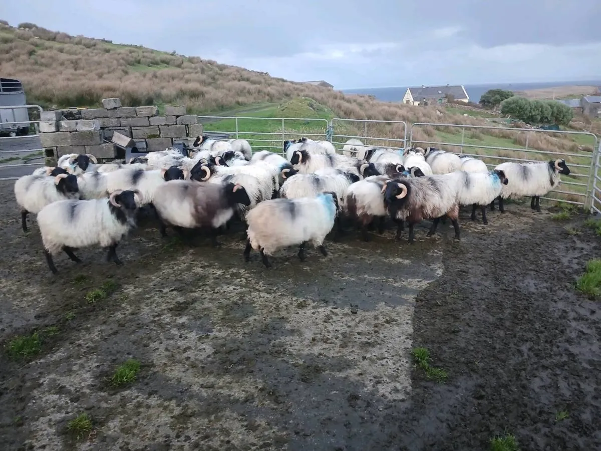 Ram lambs - Image 2