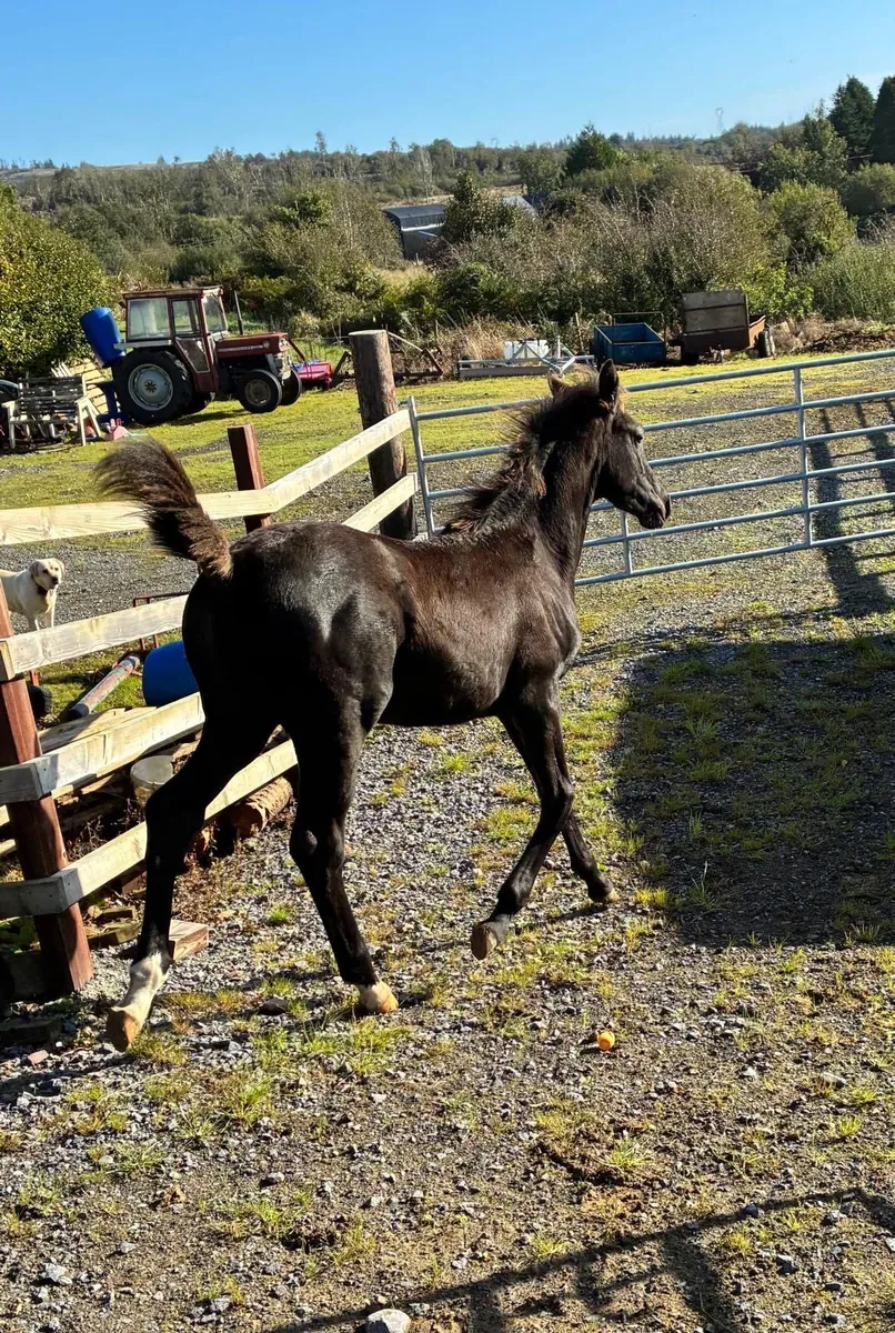 Sligo Cavalier Candy colt foal - Image 3