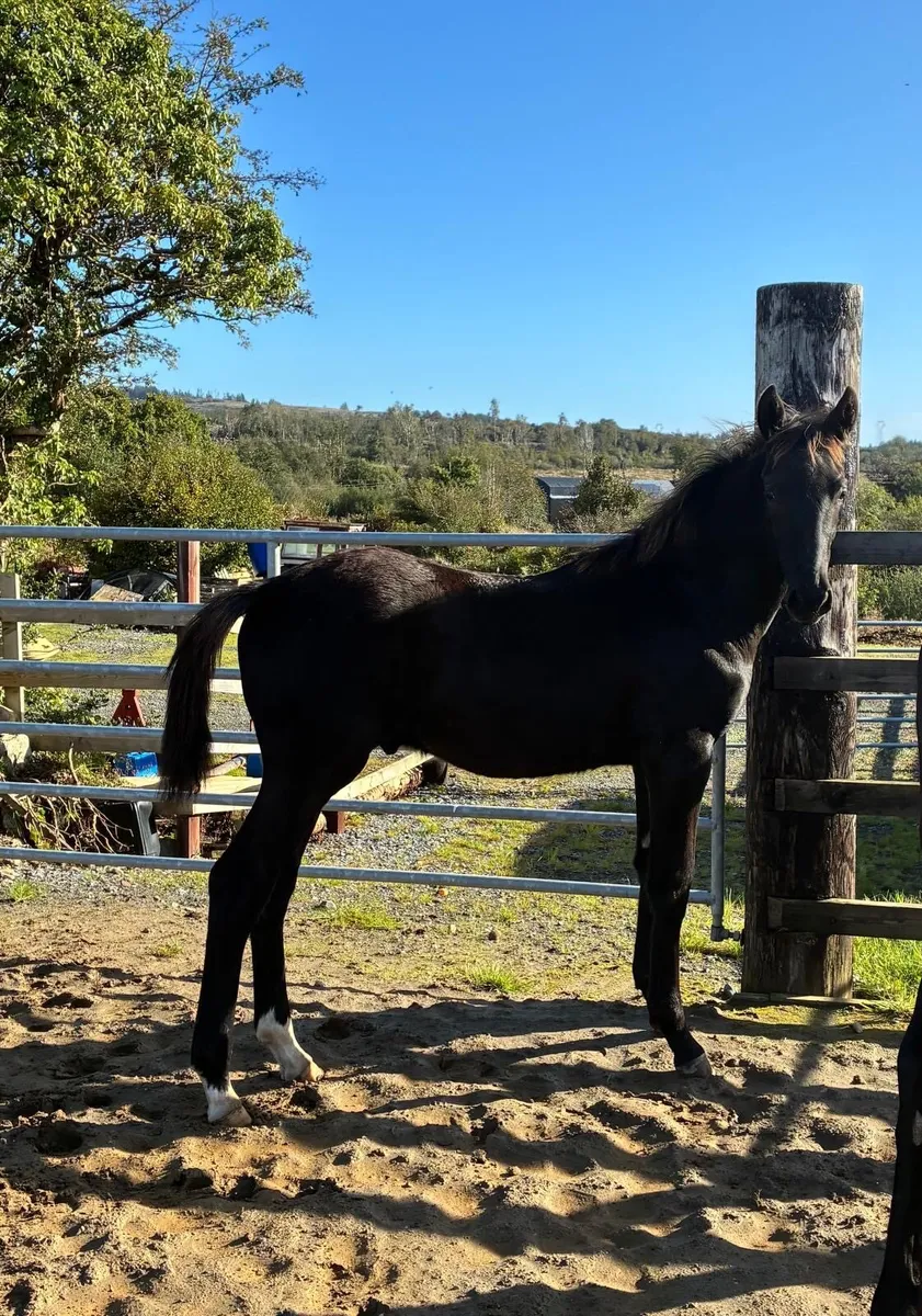 Sligo Cavalier Candy colt foal - Image 4