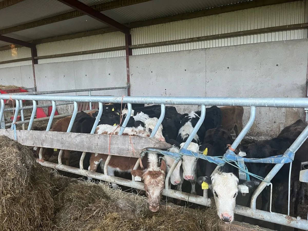 18 bucketfedheffers and a 15weanlingsbulls mixture - Image 3