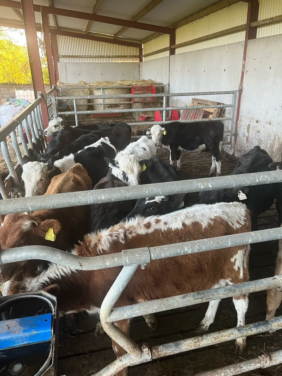 18 bucketfedheffers and a 15weanlingsbulls mixture - Image 4