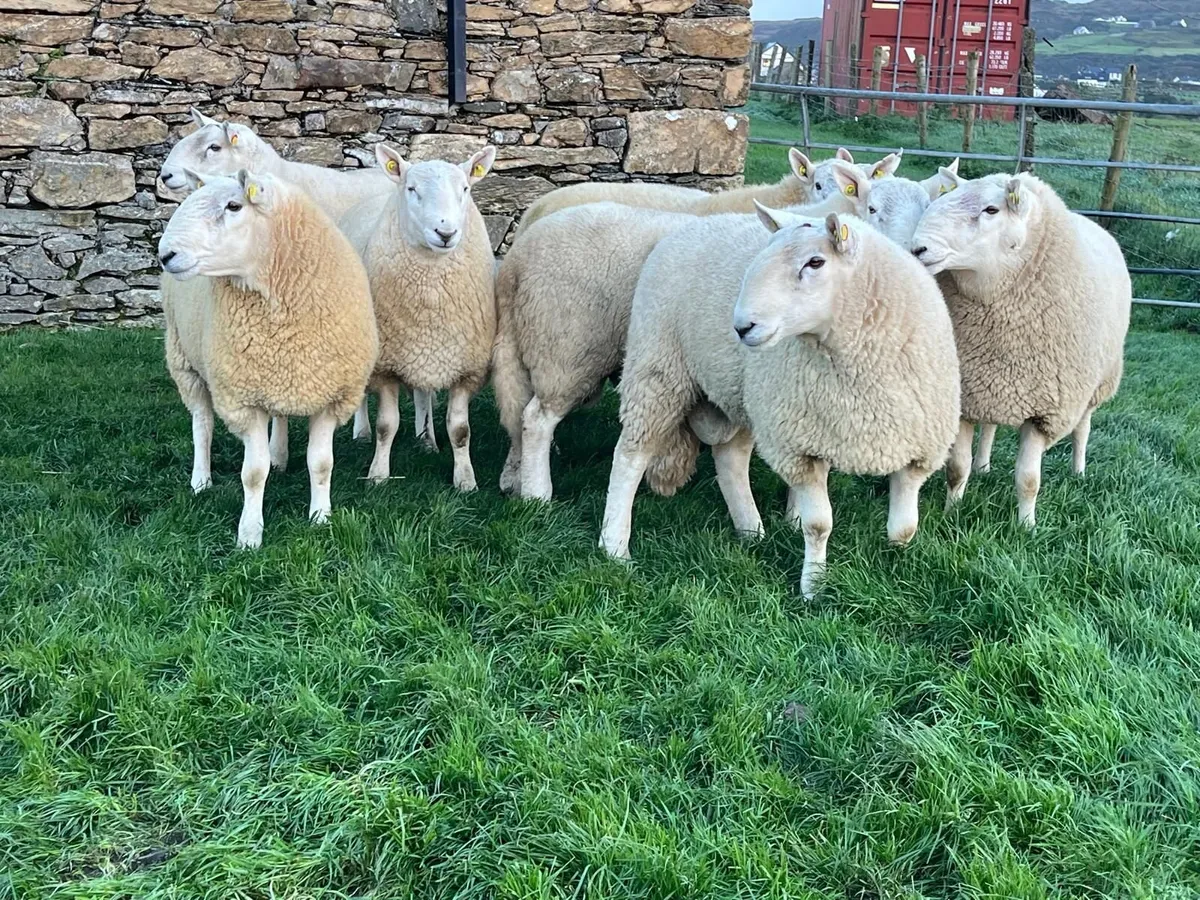 Pedigree Cheviot Hogget Rams - Image 1