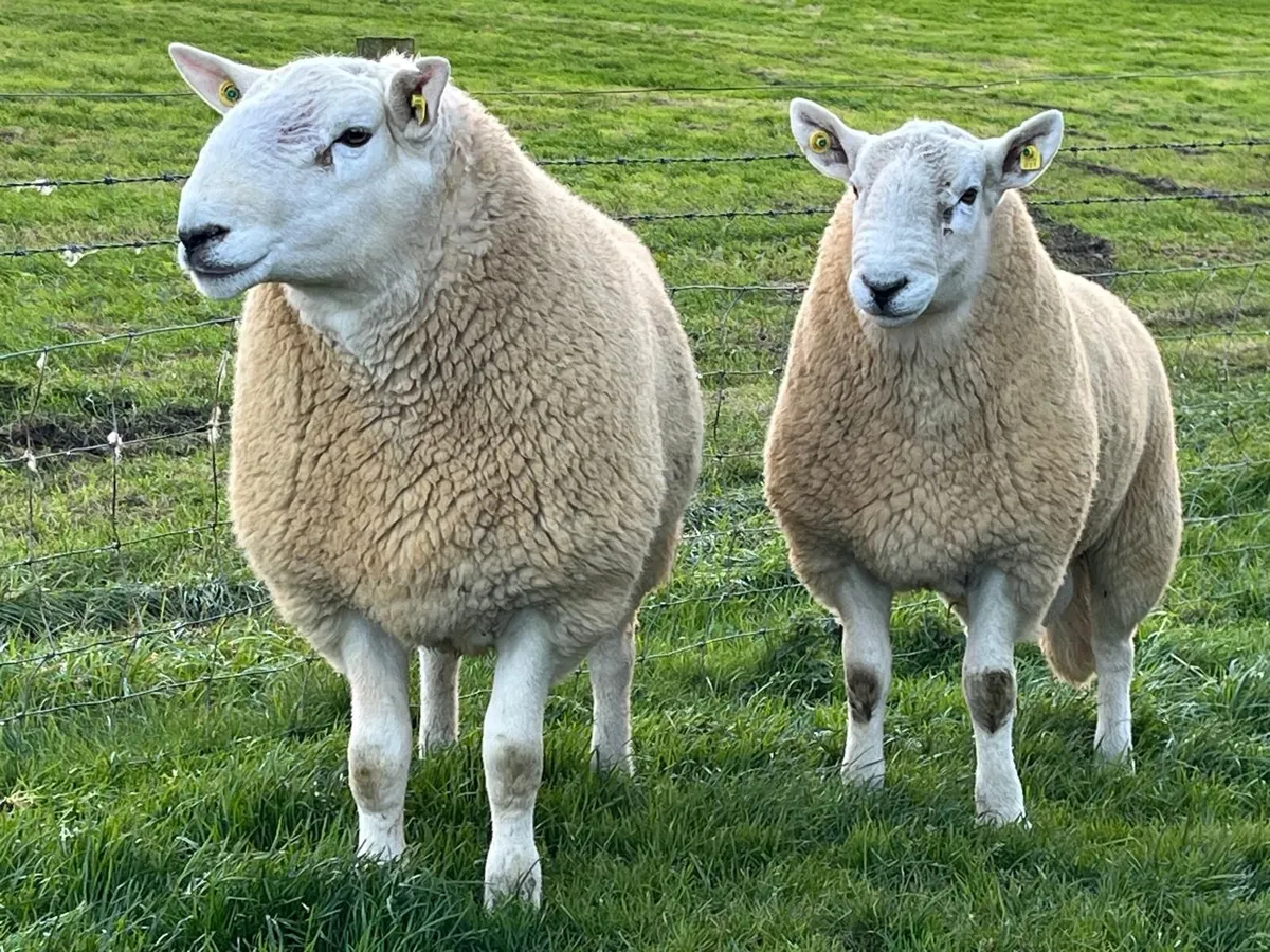 Pedigree Cheviot Hogget Rams - Image 2