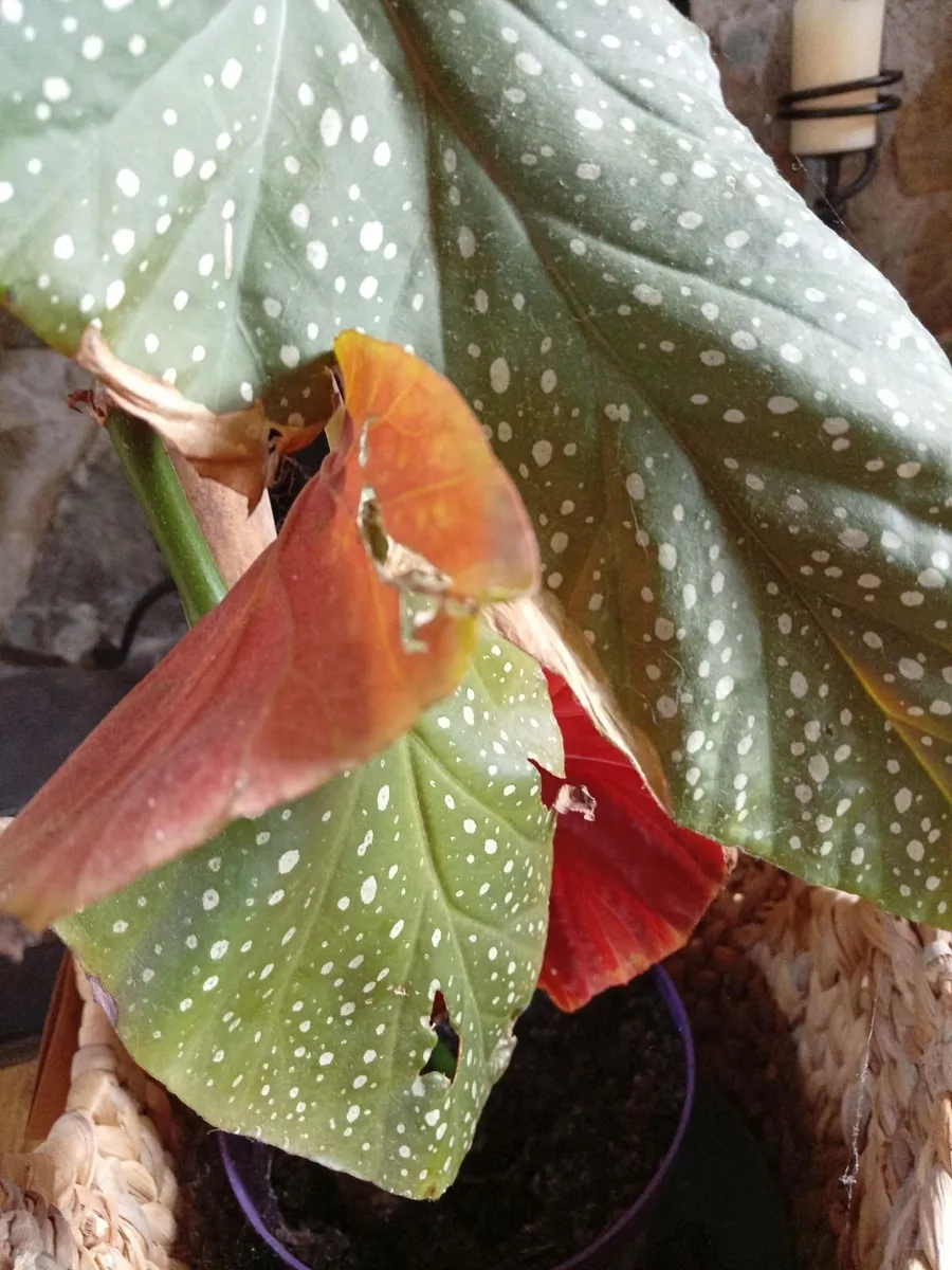 Tall plant - Image 1