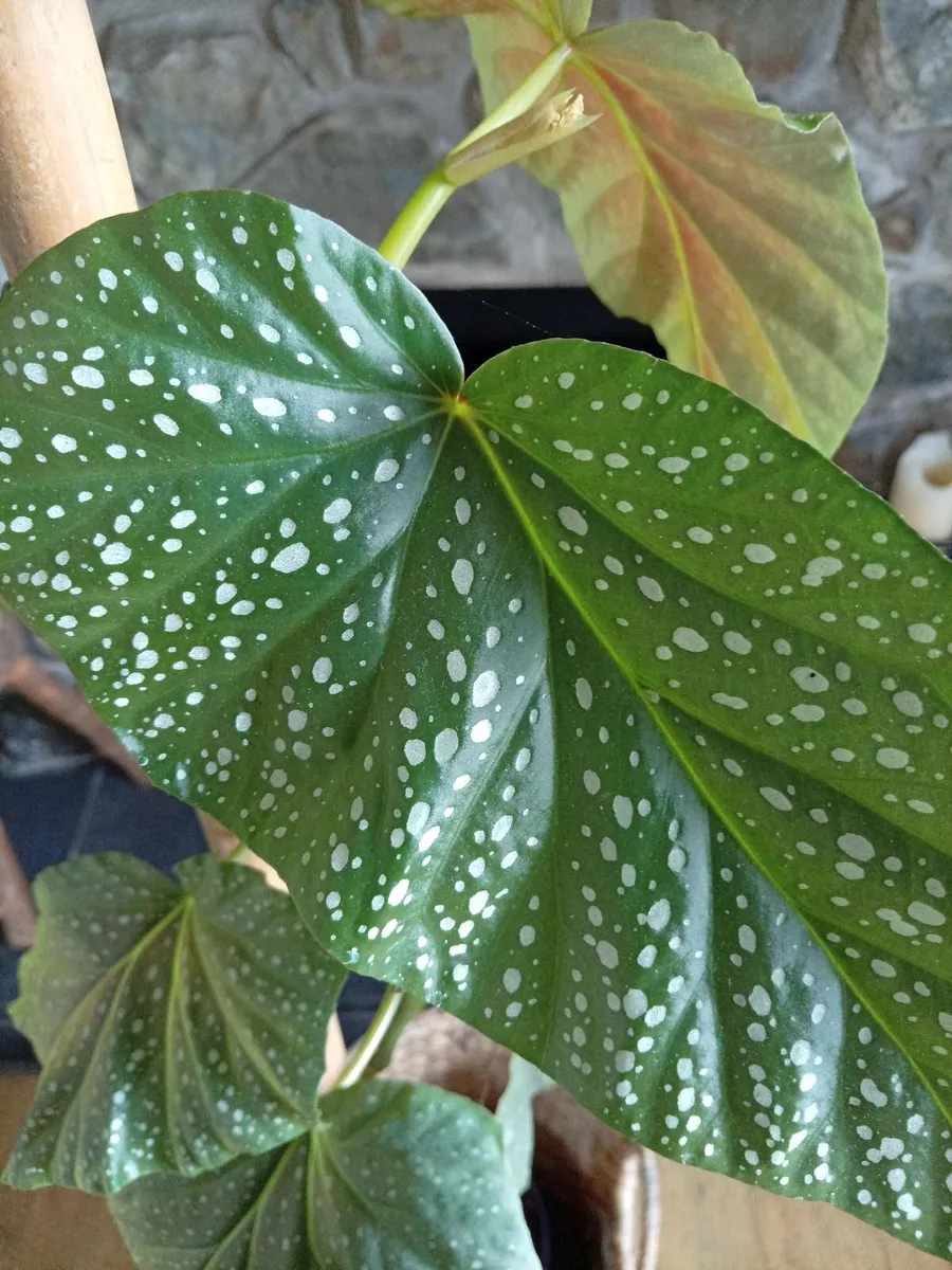 Tall plant - Image 2