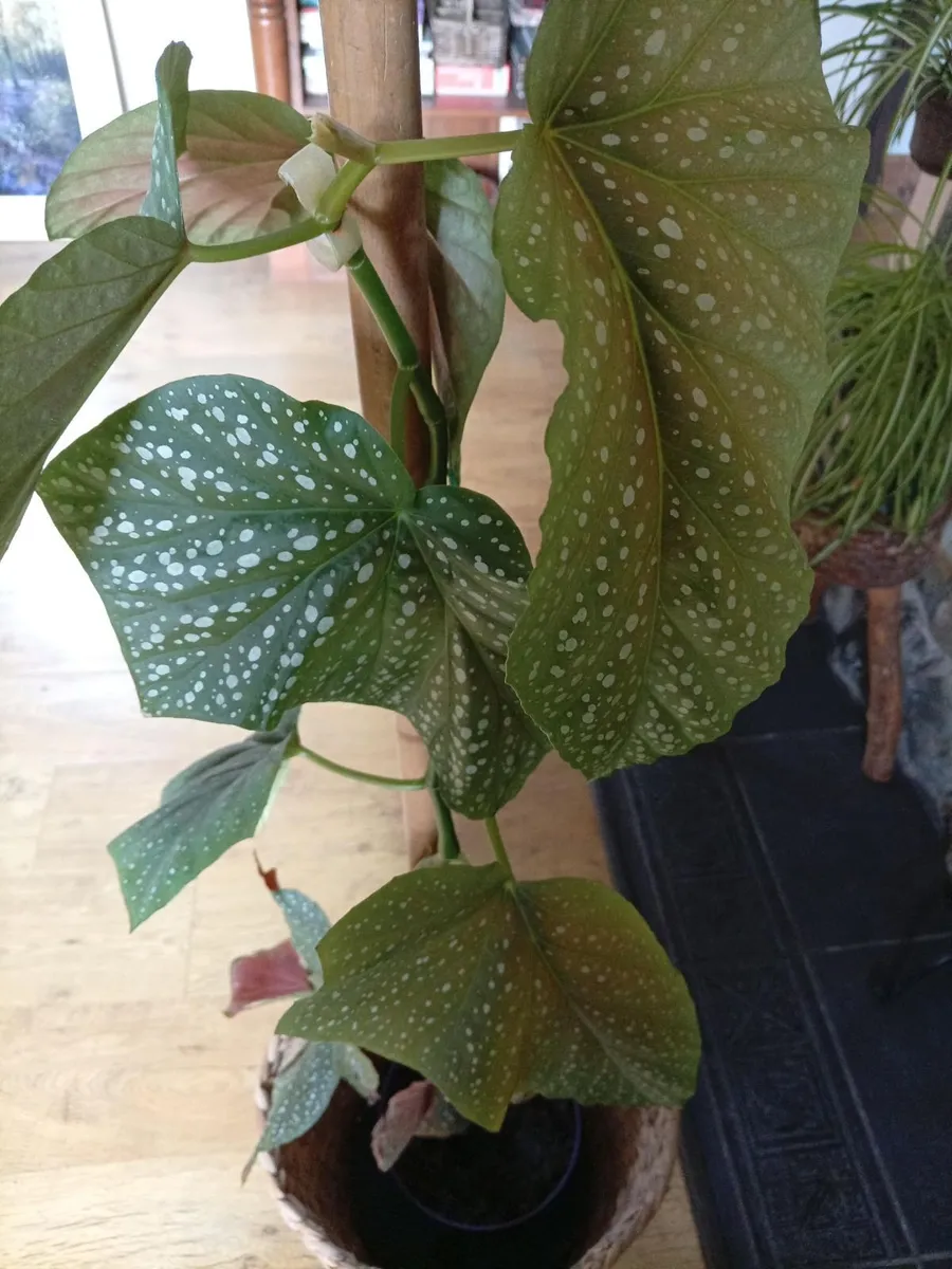 Tall plant - Image 3