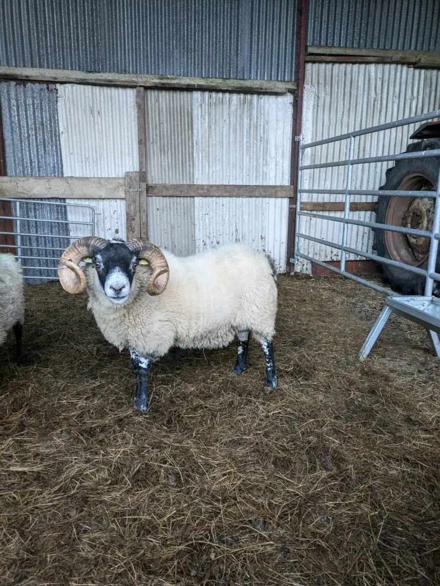 Lanark ram - Image 1