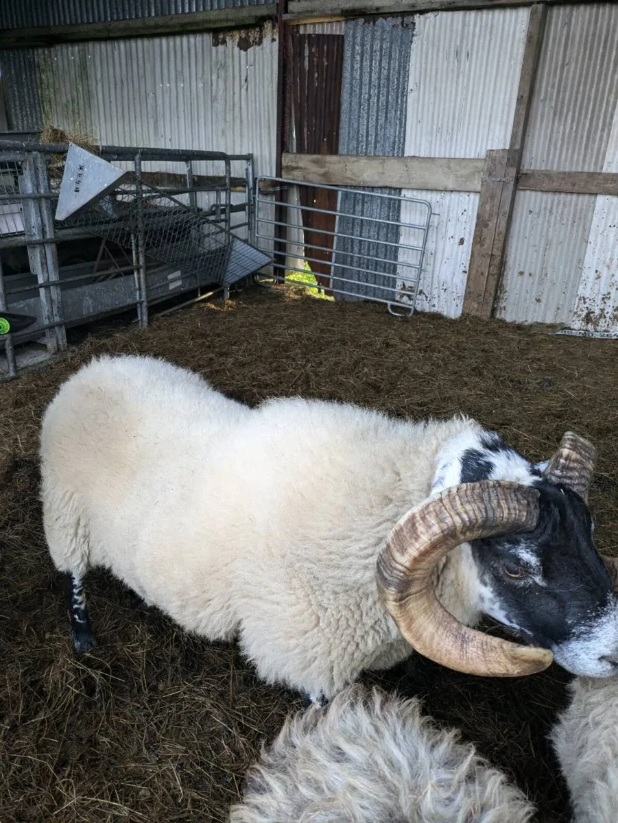 Lanark ram - Image 2