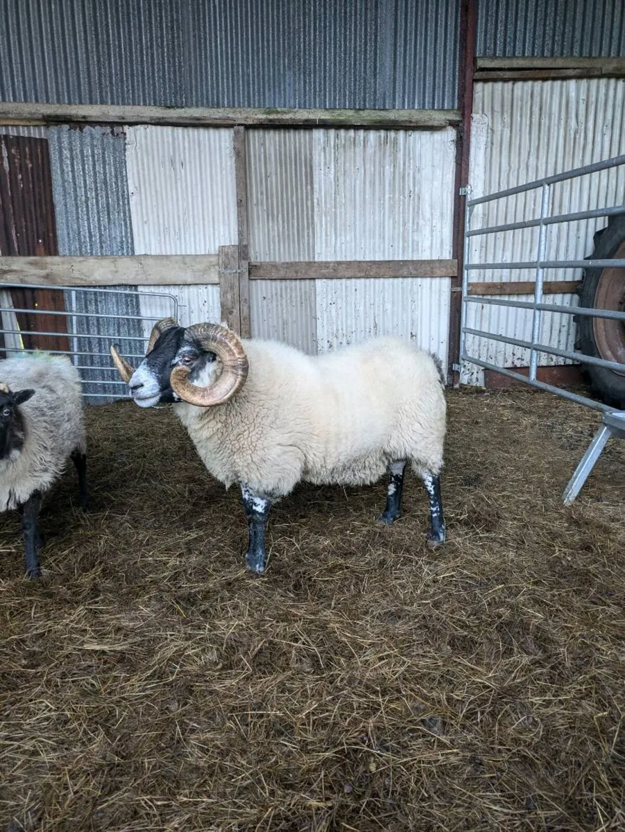 Lanark ram - Image 3