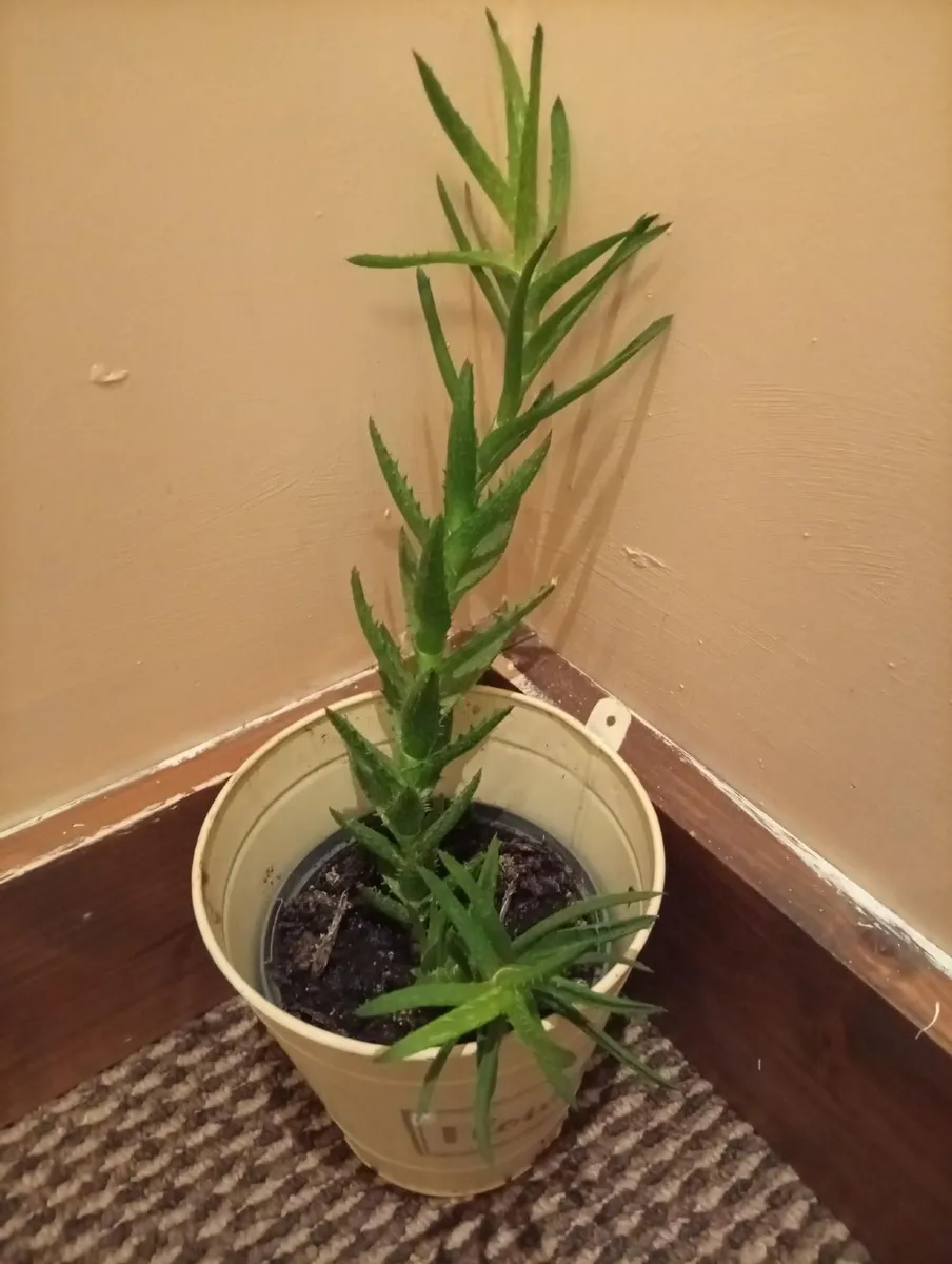Indoor plant - Image 1
