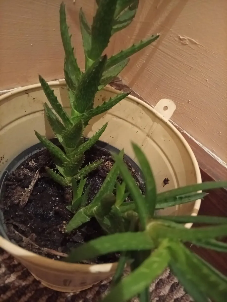 Indoor plant - Image 2