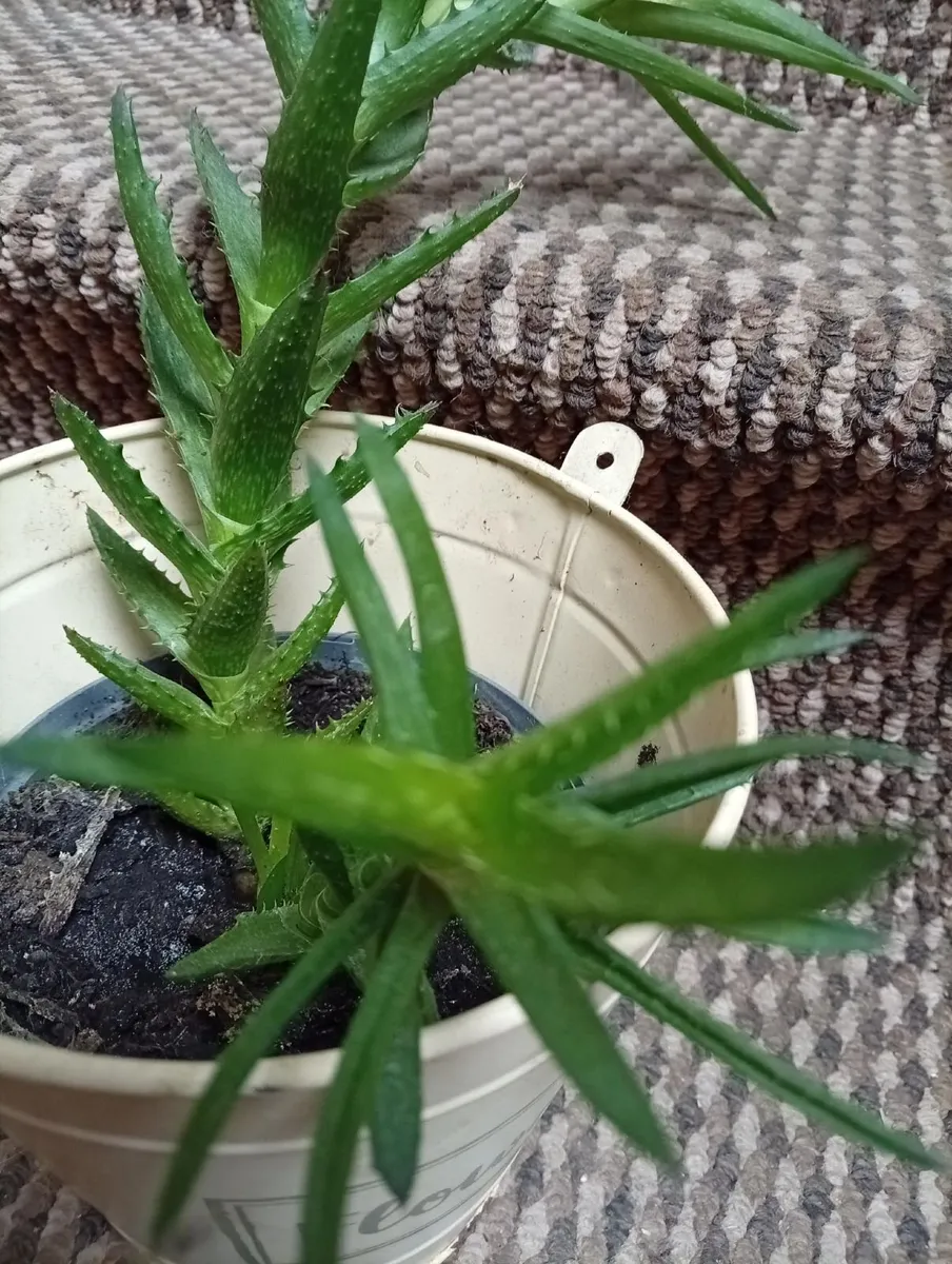Indoor plant - Image 3